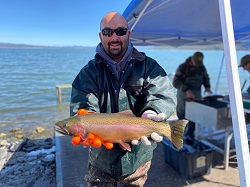 Crystal Lake Hatchery Manager Tim Baker shows off a plump Eagle Lake rainbow trout prior to spawning.